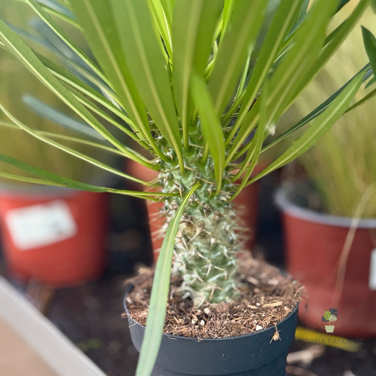 Παχυπόδιο (Pachypodium lamerei) | Φοίνικας της Μαδαγασκάρης | Green Gardens - 2